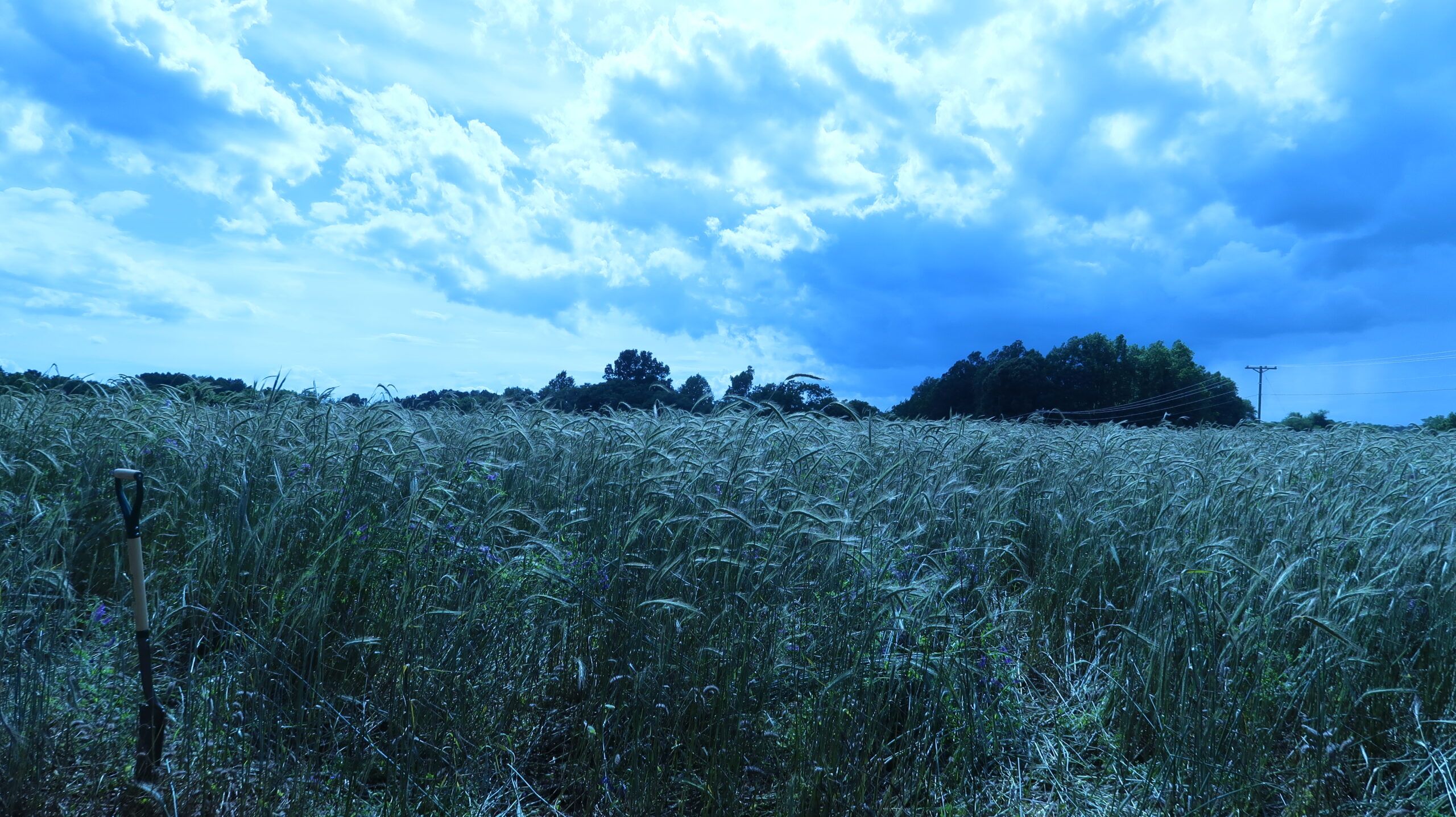 Field